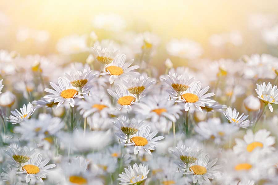 Mental Health Treatment In Orinda, CA